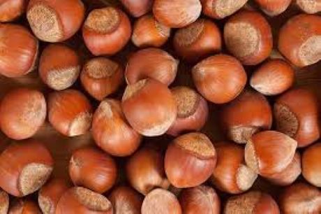 Fındık Kg